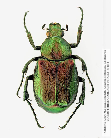 Gnorimus nobilis nobilis, maschio